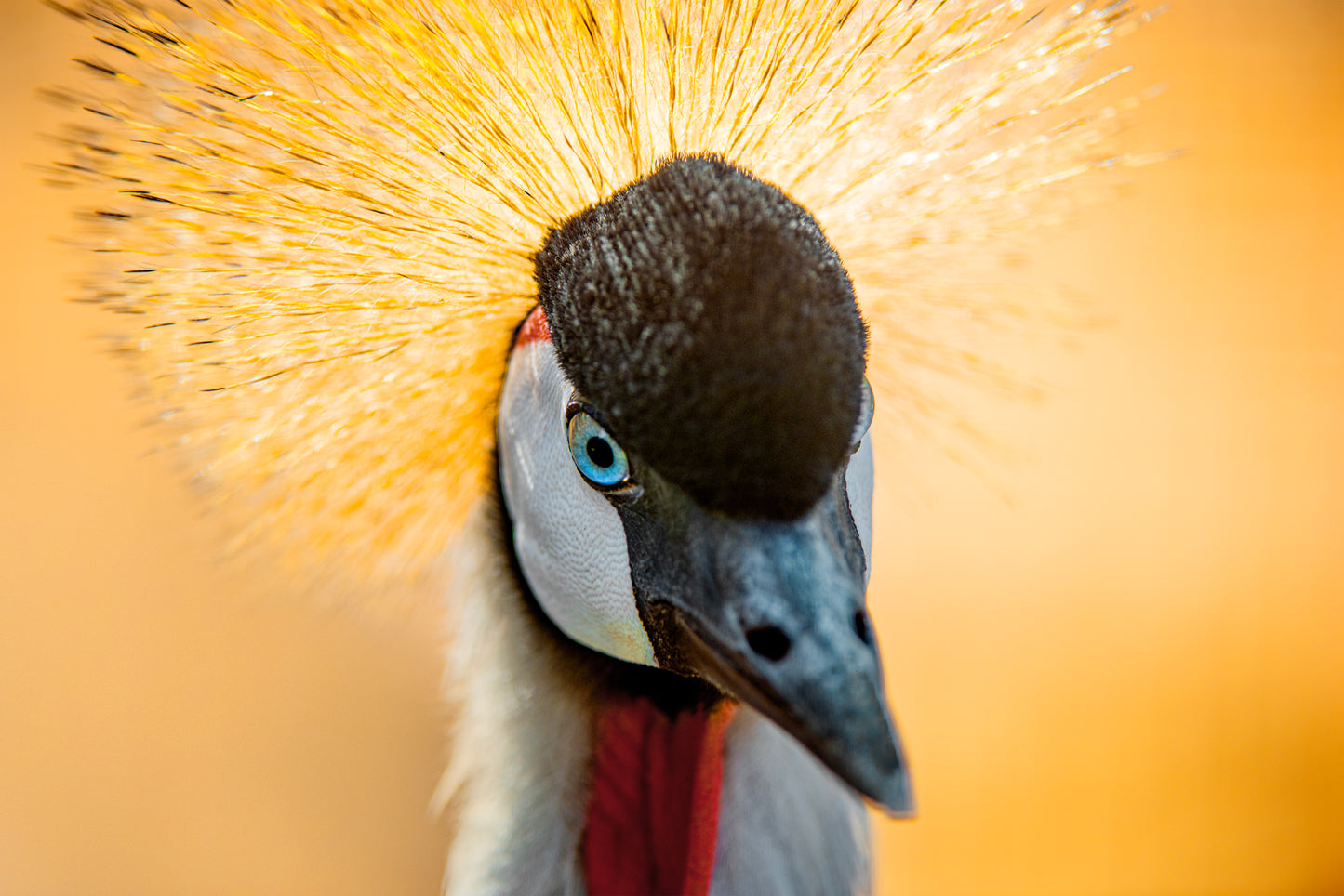 Through the Lens at Tala - KZN: A Bird Photographer’s Paradise x Leticia Cox