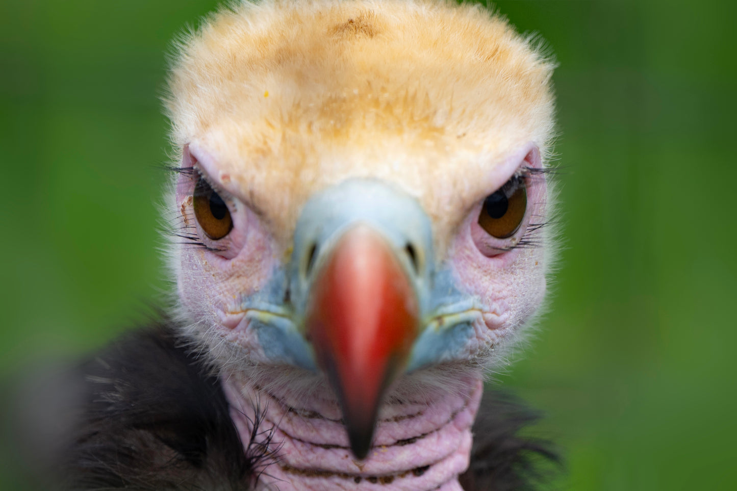 Through the Lens at Tala - KZN: A Bird Photographer’s Paradise x Leticia Cox
