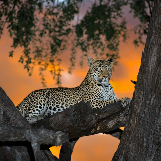 Wildlife Photography with flash x Brendon Cremer