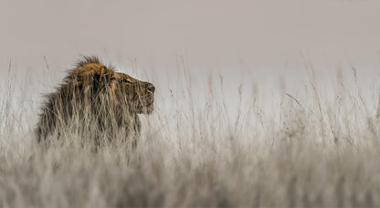 Module 1: Capturing Natures Beauty x Bruna Mentrup-Nortje