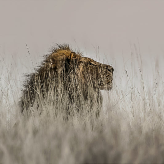 Module 1 : Wildlife - Tracking & Panning