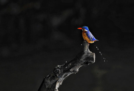 Innovative Techniques for Capturing Birds in Flight