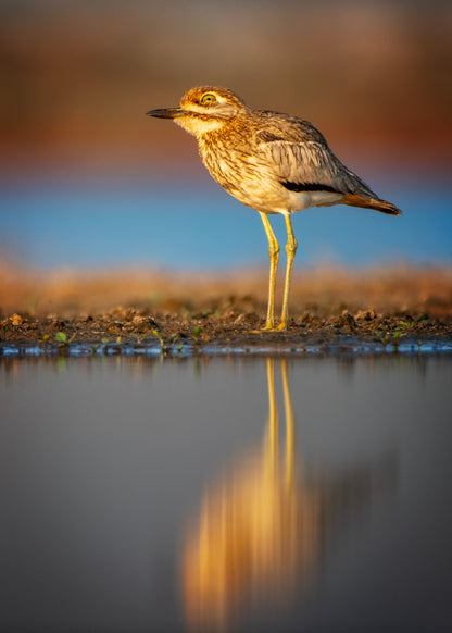 Through the Lens at Tala - KZN: A Bird Photographer’s Paradise x Leticia Cox